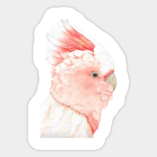 Watercolor Major Mitchells cockatoo portrait painting Sticker